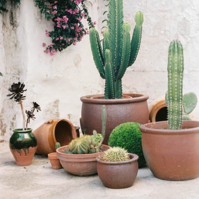 cactus-pots-plants